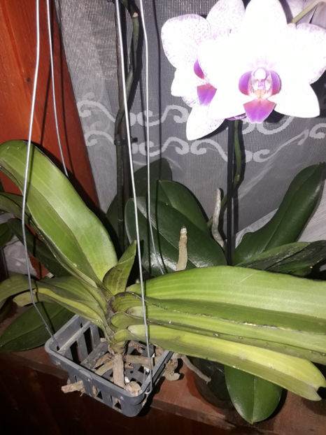 40507808_2383486545024999_4174171383749672960_o_2383486538358333 - Orhidee
