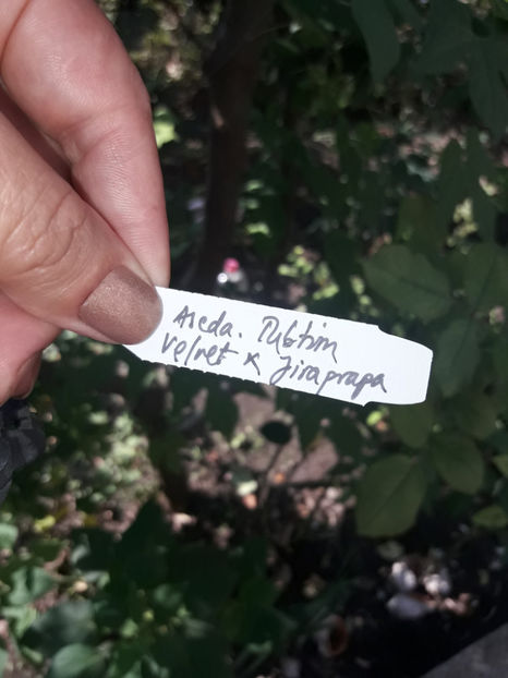 40511881_2383464908360496_2719852688039739392_o_2383464898360497 - Orhidee