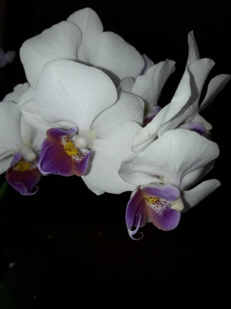 40513327_2383465808360406_9206272934530777088_o_2383465801693740 - Orhidee