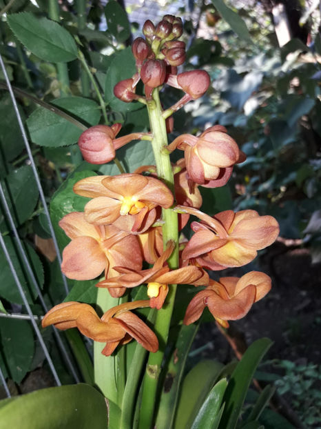 40513985_2383464165027237_6863668110524678144_o_2383464155027238 - Orhidee