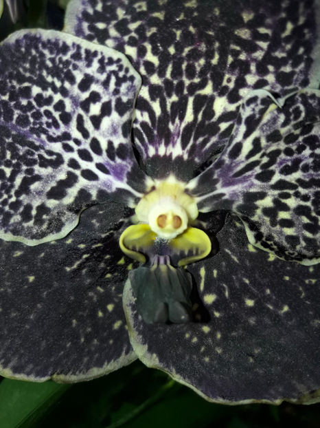 40516084_2383463125027341_7389011334597181440_o_2383463111694009 - Orhidee