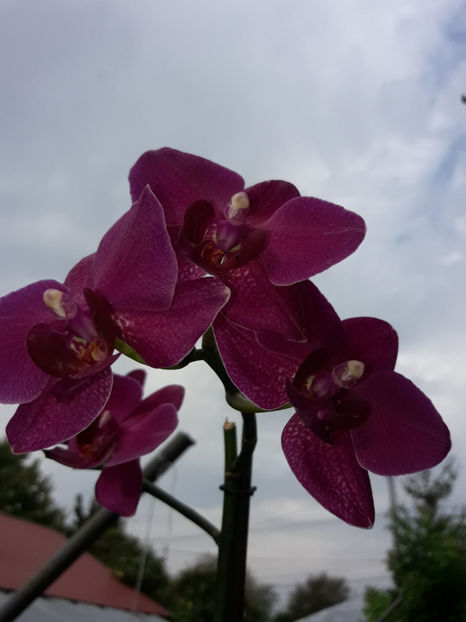 40522464_2383466235027030_6806566778022395904_o_2383466221693698 - Orhidee