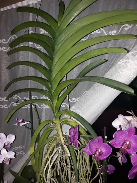 40525805_2383486841691636_3831950850620653568_o_2383486835024970 - Orhidee