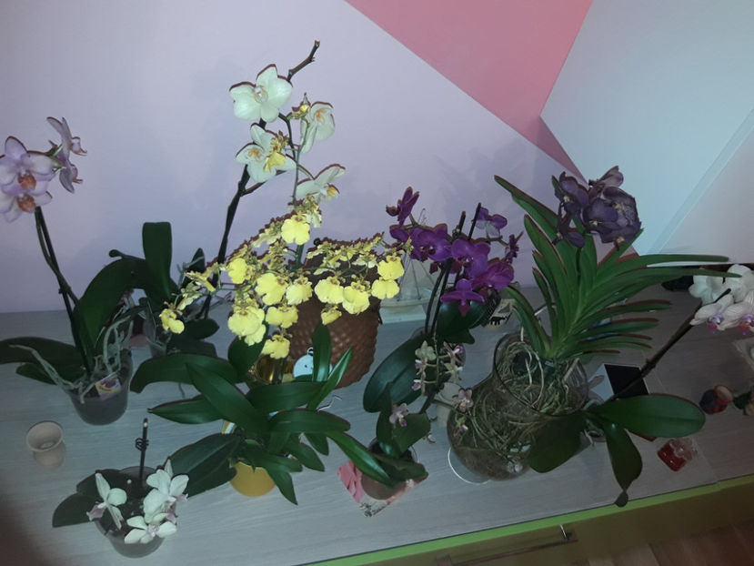 40528438_2383487231691597_8840958877647241216_o_2383487228358264 - Orhidee