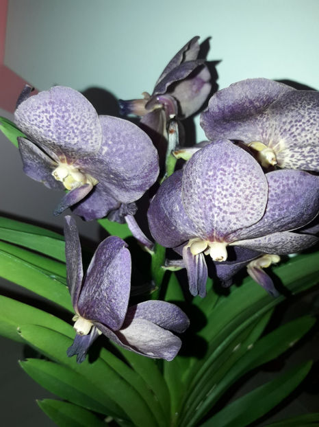 40533160_2383487585024895_558662364879126528_o_2383487578358229 - Orhidee