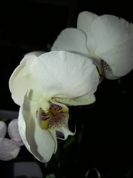 40533976_2383466118360375_2052961429383806976_o_2383466111693709 - Orhidee