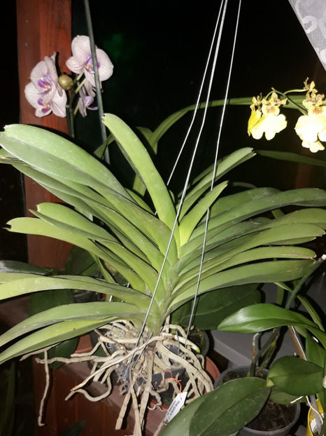 40552123_2383486361691684_7920618296024498176_o_2383486351691685 - Orhidee