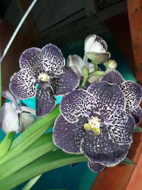 40560288_2383463861693934_6012186519060611072_o_2383463851693935 - Orhidee