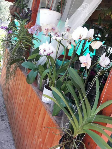 40570034_2383462961694024_4821092139695865856_o_2383462955027358 - Orhidee