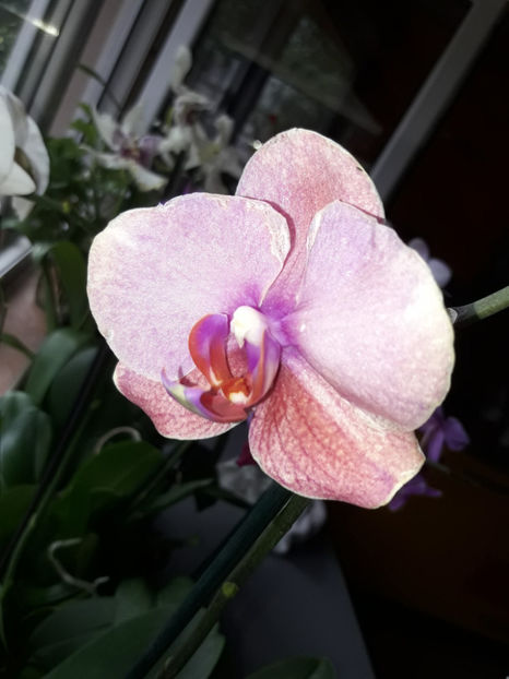 40570635_2383465488360438_5738046792440741888_o_2383465475027106 - Orhidee