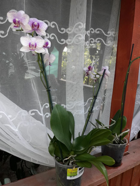 40573165_2383466511693669_6390694174311579648_o_2383466508360336 - Orhidee