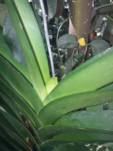 40595181_2383465025027151_867725247971852288_o_2383465018360485 - Orhidee