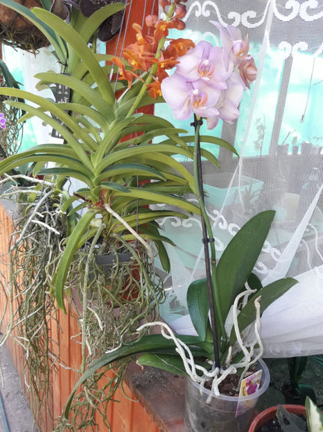 40606164_2383462778360709_3672196088892227584_o_2383462775027376 - Orhidee