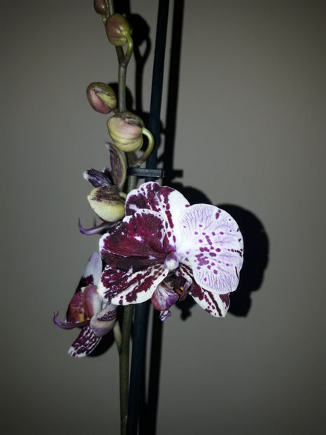 40683820_2383464551693865_8408271786210230272_o_2383464541693866 - Orhidee