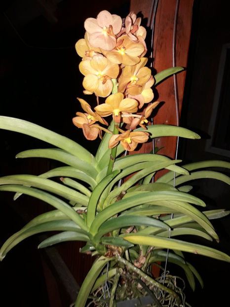 41190755_2396449853728668_2295801255416561664_o_2396449833728670 - Orhidee