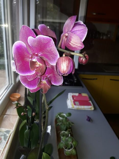 41294036_2396450830395237_2135345980227190784_o_2396450810395239 - Orhidee