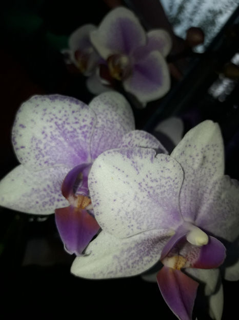 41300387_2396450953728558_3676115242254860288_o_2396450950395225 - Orhidee