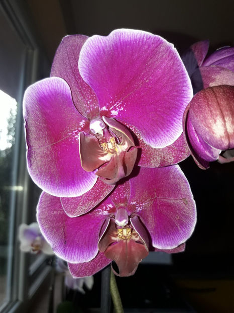 41300445_2396450640395256_5939090247311687680_o_2396450630395257 - Orhidee