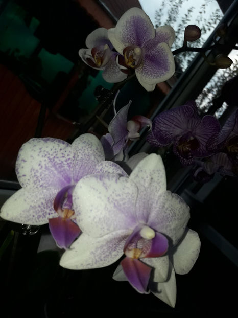 41327581_2396451180395202_4980045207123787776_o_2396451173728536 - Orhidee