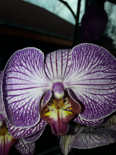 41334942_2396450427061944_4271496918930030592_o_2396450417061945 - Orhidee