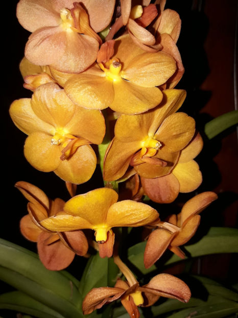 41363542_2396449557062031_8847823996322840576_o_2396449547062032 - Orhidee