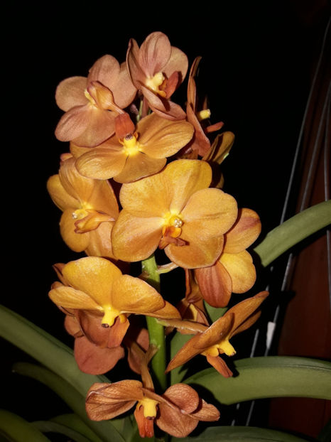 41382391_2396449307062056_3310616501777596416_o_2396449303728723 - Orhidee