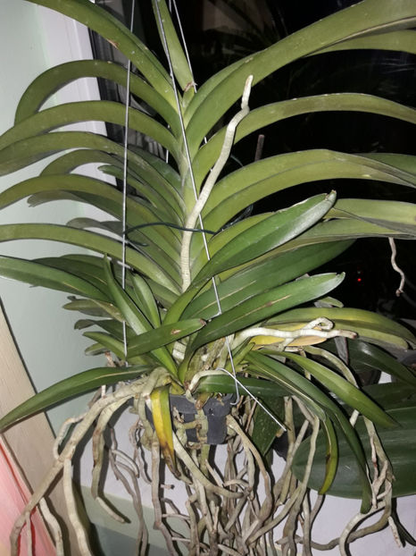 42586359_2429560060417647_7911244491246272512_o_2429560050417648 - Orhidee