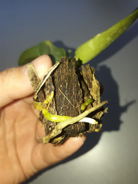 42593365_2429557873751199_6634920115139772416_o_2429557863751200 - Orhidee