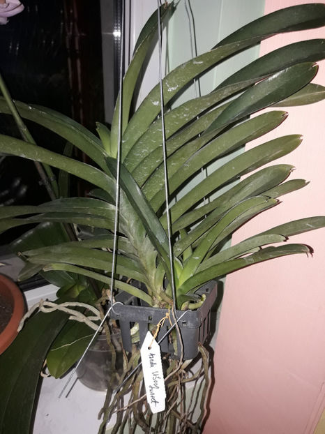 42659990_2429559867084333_5834562013321232384_o_2429559857084334 - Orhidee