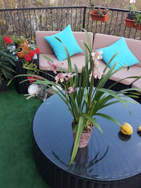 45263608_2504701946236791_4434441363890634752_o_2504701936236792 - Orhidee