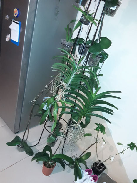 45278454_2504699619570357_8275115666751619072_o_2504699612903691 - Orhidee