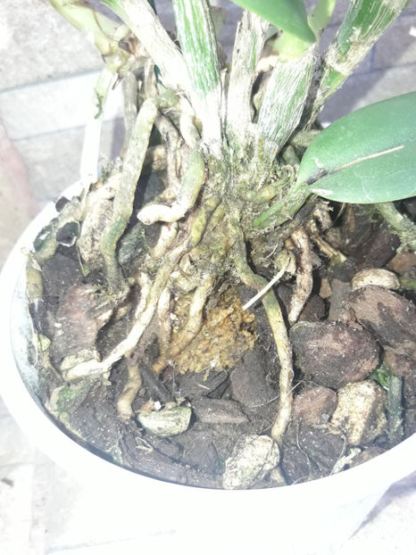 45288670_2504703539569965_1688712631763861504_o_2504703536236632 - Orhidee