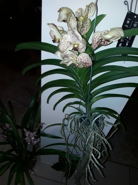 45294668_2504700436236942_660884261561171968_o_2504700432903609 - Orhidee