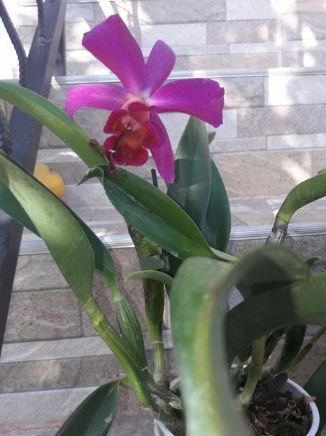 45295448_2504703759569943_6541336248093507584_o_2504703756236610 - Orhidee