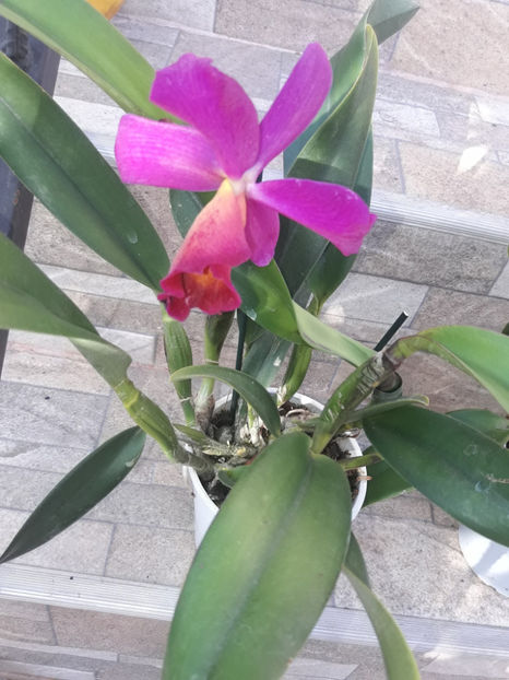 45299006_2504704032903249_8428399647931760640_o_2504704022903250 - Orhidee