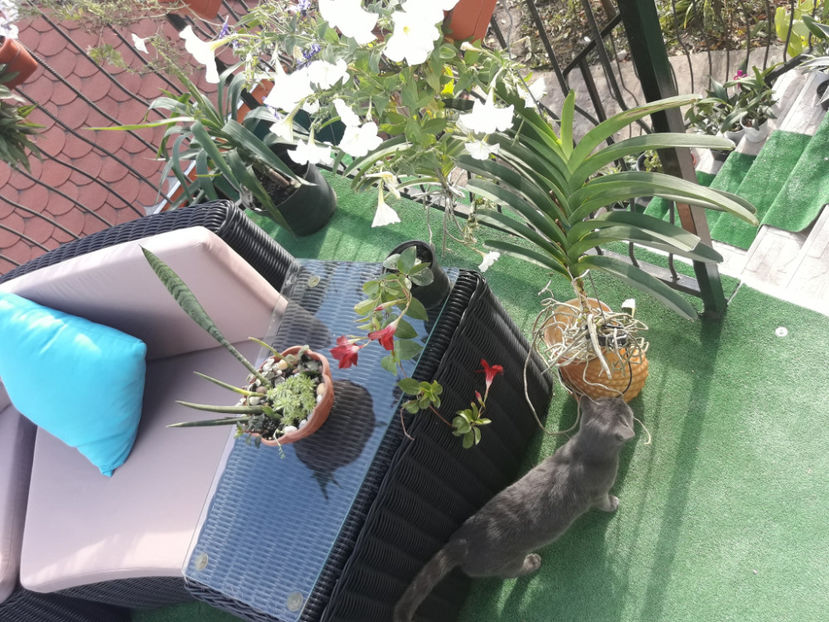 45319874_2504702402903412_7669671856659496960_o_2504702392903413 - Orhidee