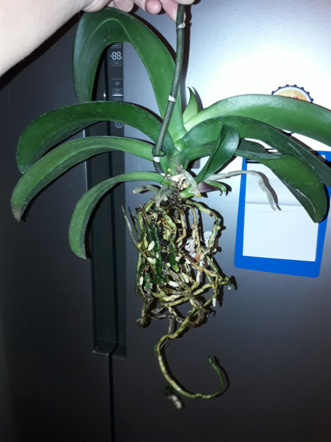 45325313_2504699842903668_1695499740948463616_o_2504699822903670 - Orhidee