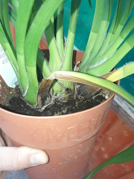 45337145_2504702749570044_722217880606736384_o_2504702742903378 - Orhidee