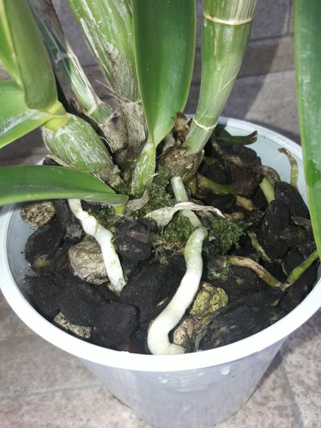 45351160_2504703306236655_4938517919958040576_o_2504703299569989 - Orhidee