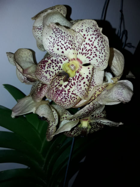45381822_2504700592903593_8276284400367304704_o_2504700586236927 - Orhidee