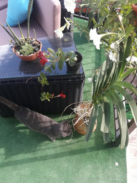 45382349_2504702189570100_2152136927237636096_o_2504702166236769 - Orhidee