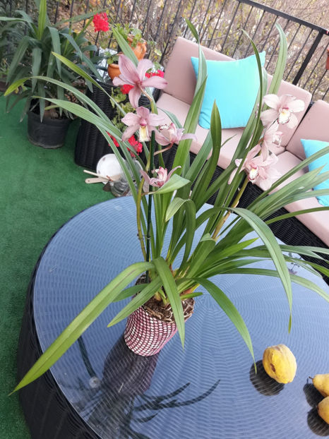 45403648_2504701186236867_4767368983655481344_o_2504701169570202 - Orhidee