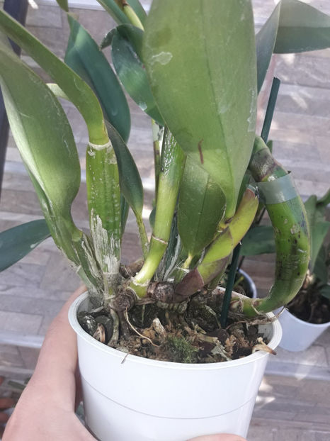 45410452_2504703106236675_1188732134467043328_o_2504703092903343 - Orhidee