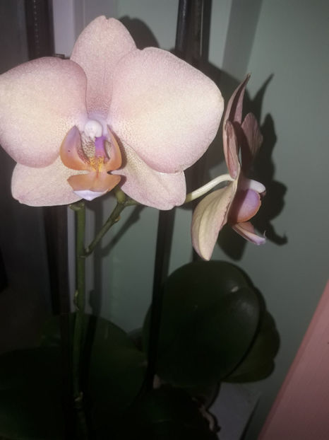 45418635_2504704672903185_6797585125233131520_o_2504704666236519 - Orhidee