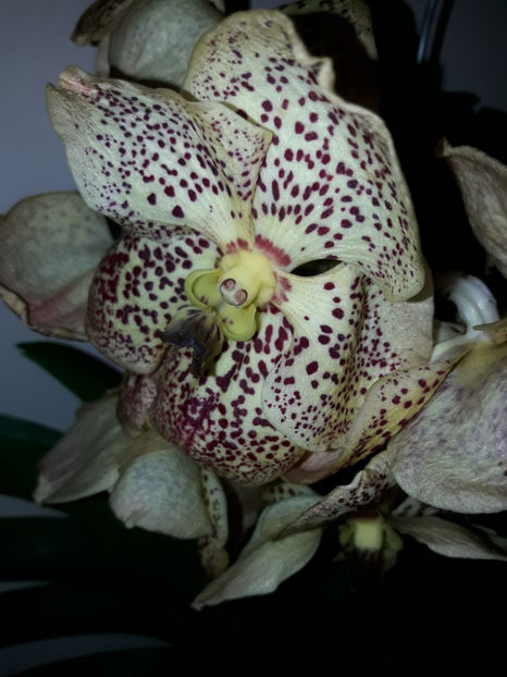 45450059_2504700246236961_5728534264513822720_o_2504700236236962 - Orhidee