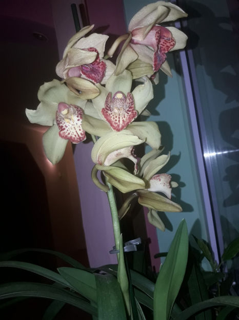 45459414_2504704909569828_5906844577746124800_o_2504704899569829 - Orhidee