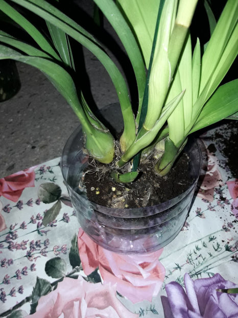 45464846_2504700786236907_2414743872098795520_o_2504700776236908 - Orhidee