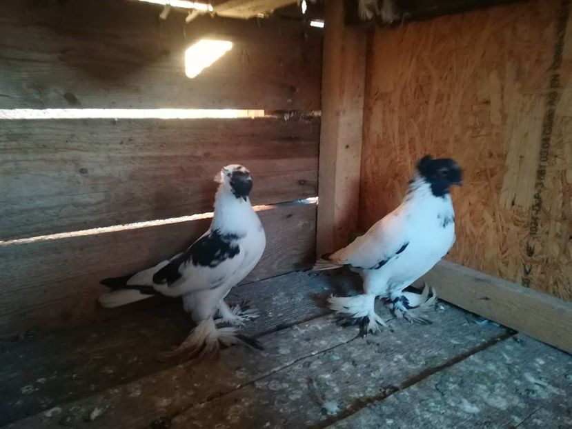  - Jucatori de Botoșani