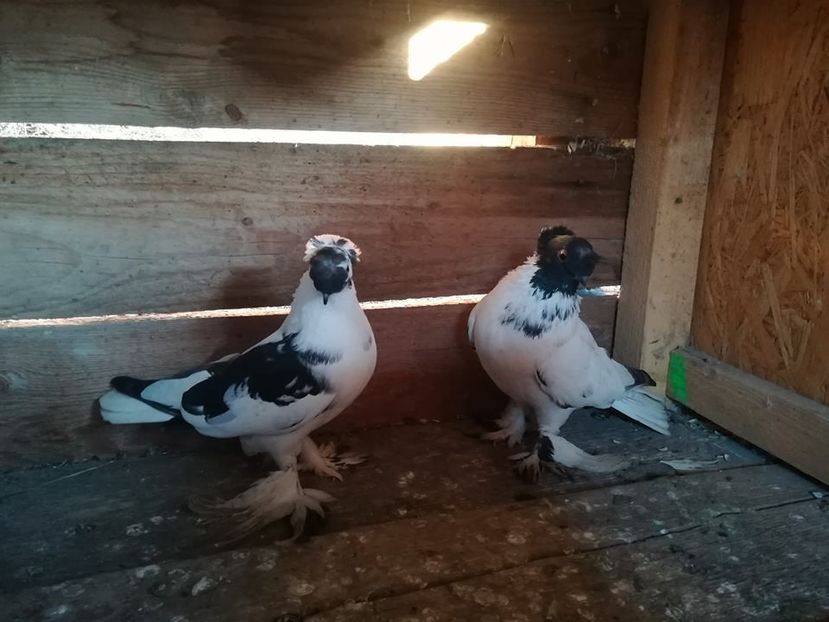  - Jucatori de Botoșani