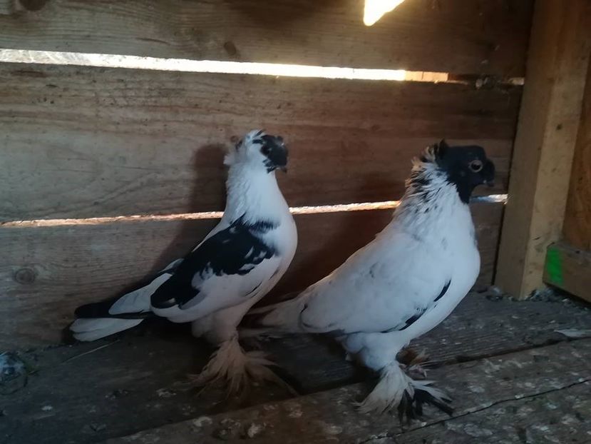  - Jucatori de Botoșani